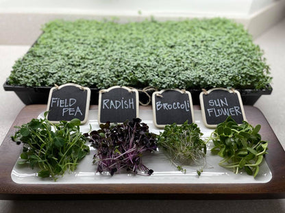 Microgreens Sampler 4 oz